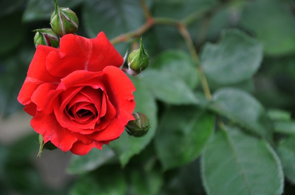 Red rose: Red rose