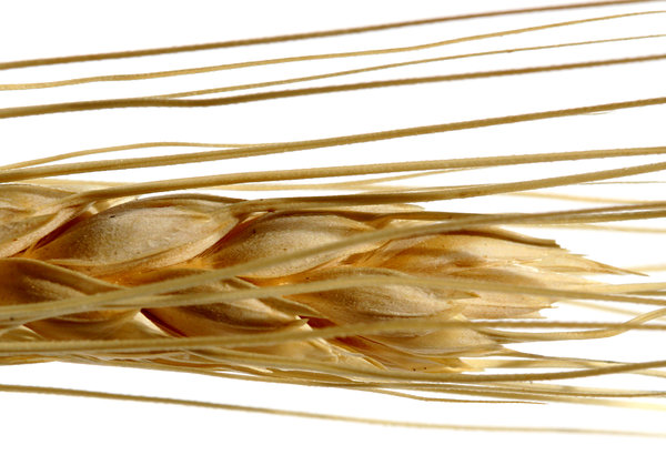 Wheat: A close-up of decorative wheat.