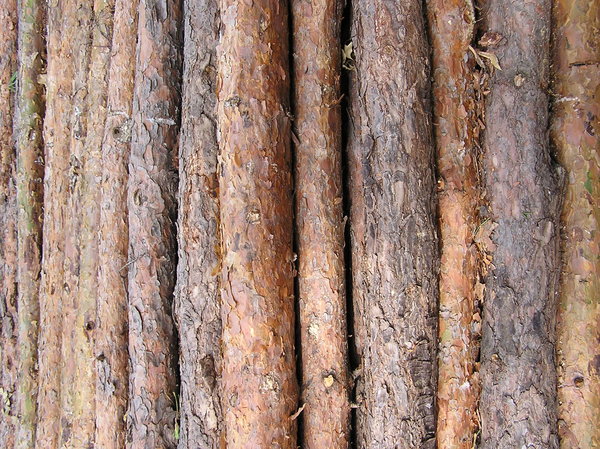 struktura drewna: 