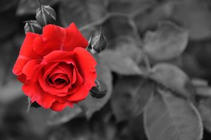 Red rose: Red rose with black and white background