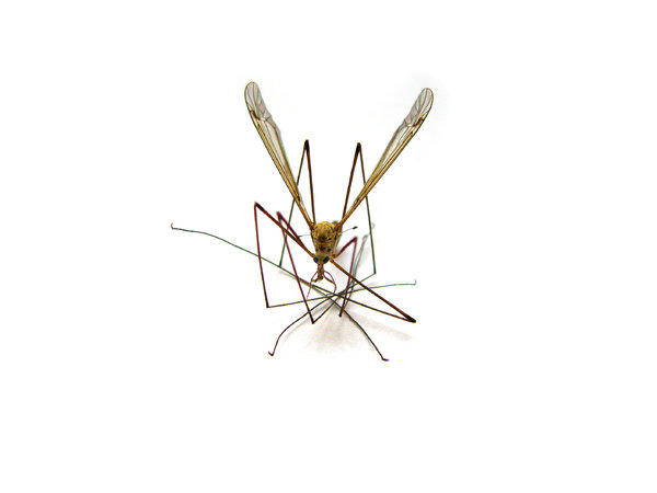 mosquito 2