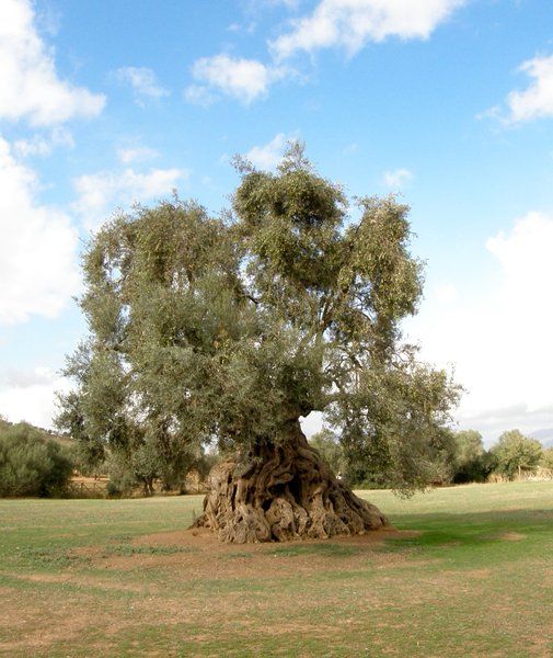 The Queen 4: ancient olive in ortumannu sardinia