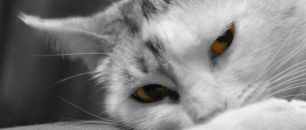 Yellow eyes cat 2: Yellow eyes cat close up