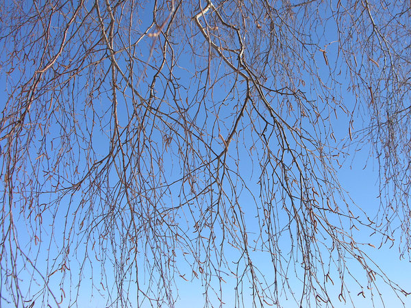 Tree Curtain