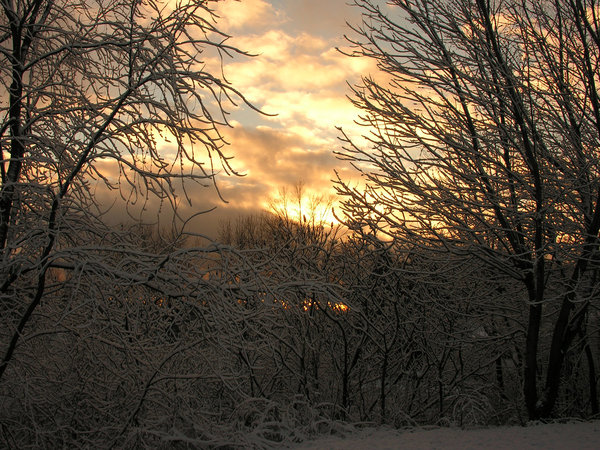 Winter Morning