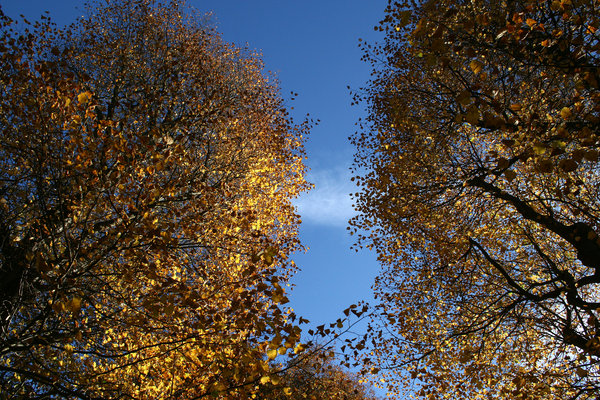 Lime trees in autumn