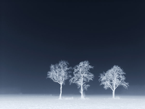 Blue trees: 3 trees in heavy fog. I made the photo negative to give it an icey feeling. Invert it again to get the positive sepia-coloured version. :-)