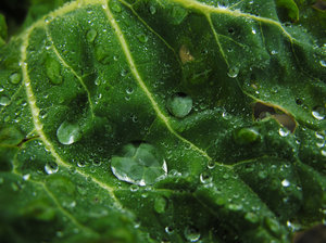 Wet vegetable.: Vegetable close-up with drops of water.