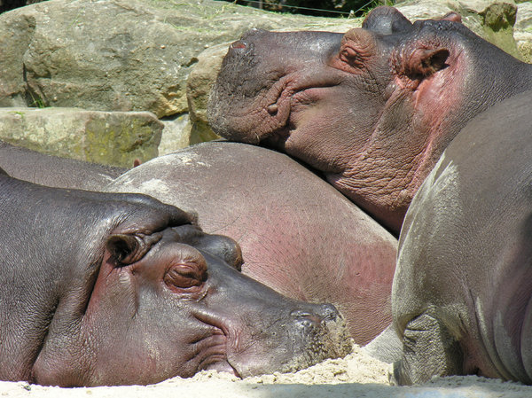 hippopotamus: Hippopotamus in a Dutch zoo
