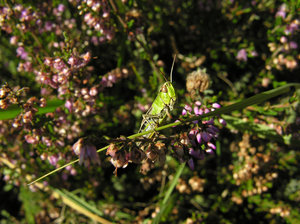 grasshopper: No description