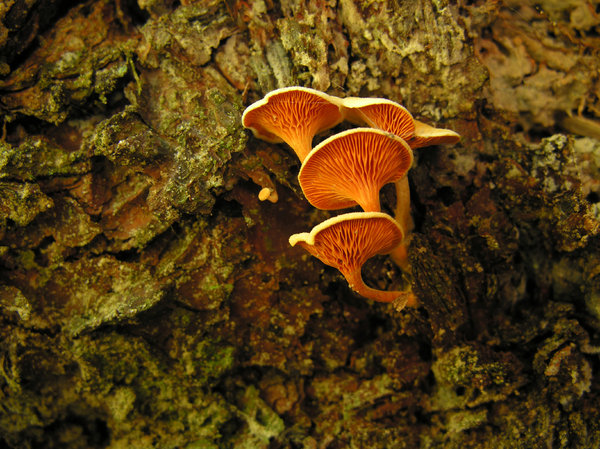 mushroom: Just mushrooms i a forest in the Netherlands. :-)