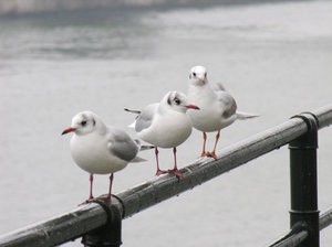 3 seagulls: 3 seagulls