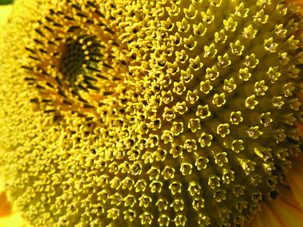 sunflower close-up: No description