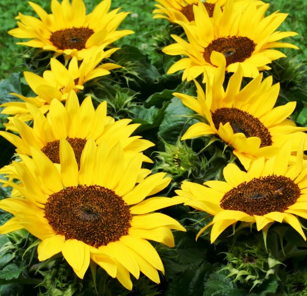 sunflowers | Free stock photos - Rgbstock - Free stock images | tekla ...