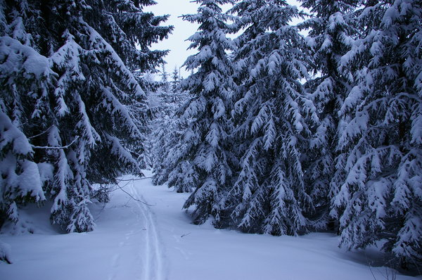 Skiing in the woods
