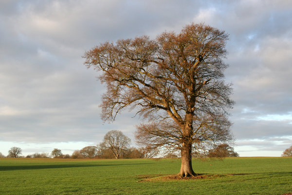 Winter oak: A solitary oak (Quercus robur) tree in a field in West Sussex, UK, on a mild day in winter.