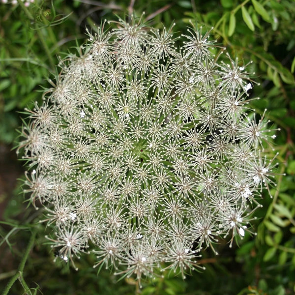 Umbellifer flowerhead