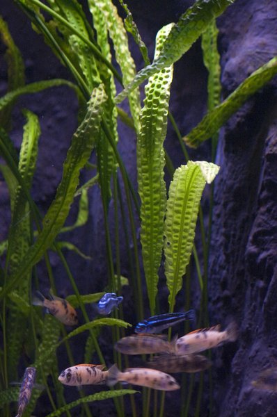aquarium with bright leafs
