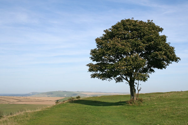 Lone tree: An isolated sycamore (Acer) tree on the South Downs, West Sussex, England, in summer.