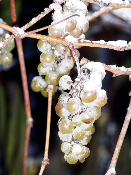 frozen grapes 1