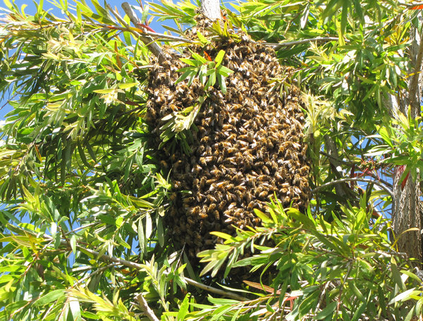wild bee swarm