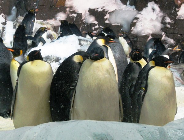 penguins 12