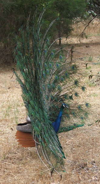 peacock colour