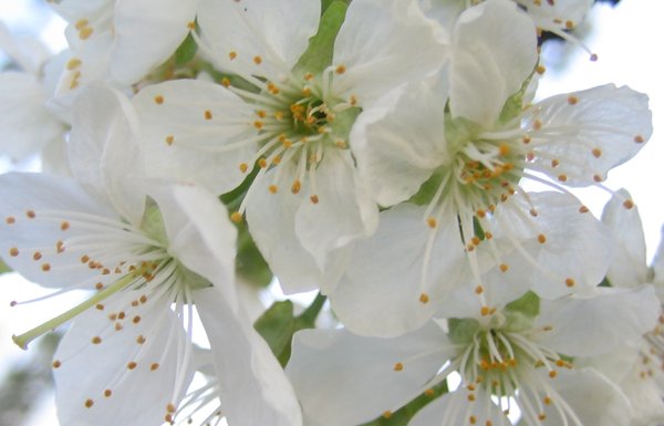 flor de cerezo: 