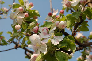 Apple blossom: Apple blossom
