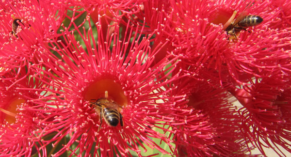 searching for gold: bees on flowers seeking pollen - nectar