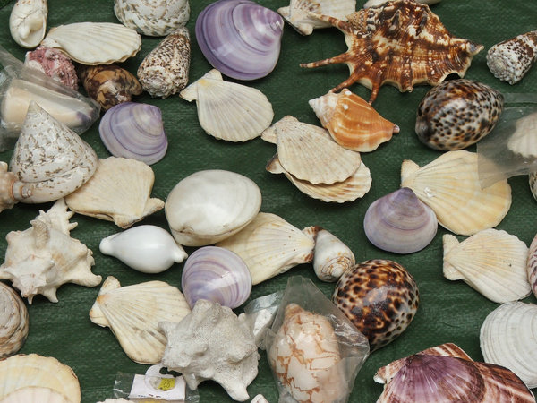 seashells displayed