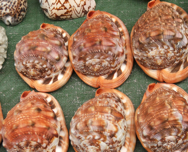 seashells displayed