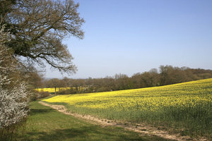 Spring fields