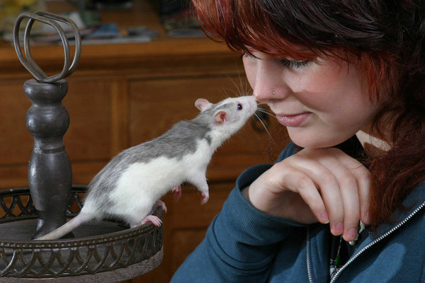 My daughter and her rats