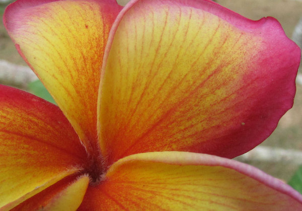 fiery frangipani: fiery coloured frangipani