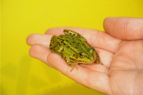 Little green frog: Little green frog in hand

If you wanna use my pictures, please send me a link or a PDF of the publication. An additional comment would be welcome! Thnx so much!!