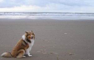 Dog on the beach: 