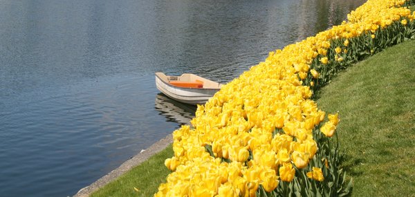 Boat and tulips