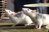 Rats outdoors