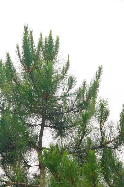 pine needles: pine needles