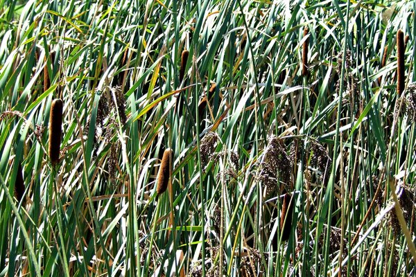reeds and rushes