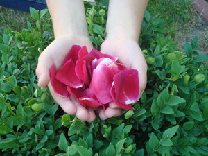 Rose petals  2