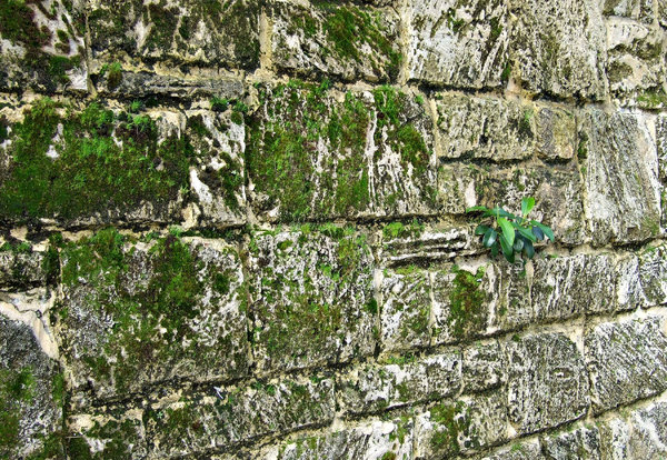 wall moss