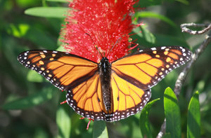 Monarch on flower: a Monarch butterfly sipping from the bloom