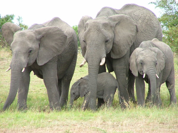 Elephant family: 
