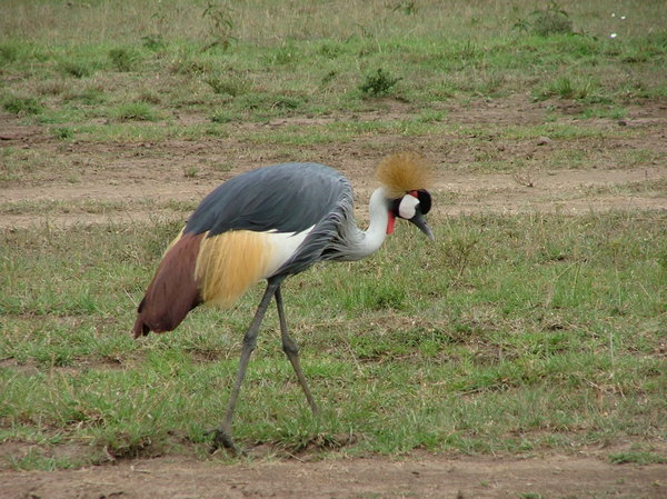 Crowned Crane: Crowned Crane (Masai Mara, Kenya)
