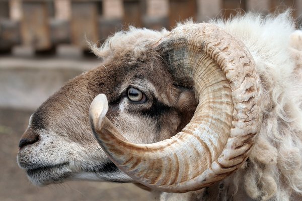 Curly Horned Ram