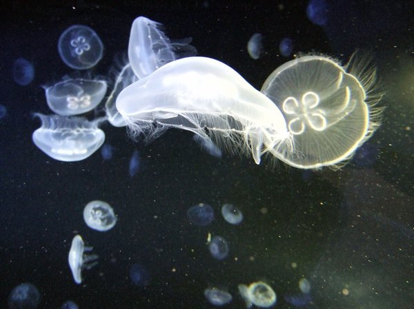 jellyfish | Free stock photos - Rgbstock - Free stock images | redfloor ...