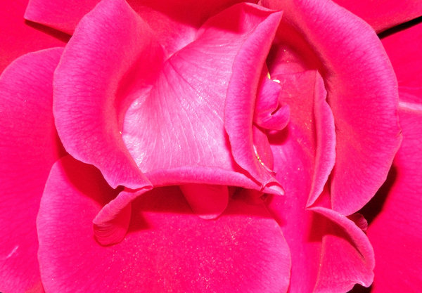 Shocking pink rose