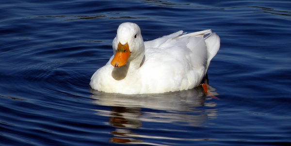 White duck 1